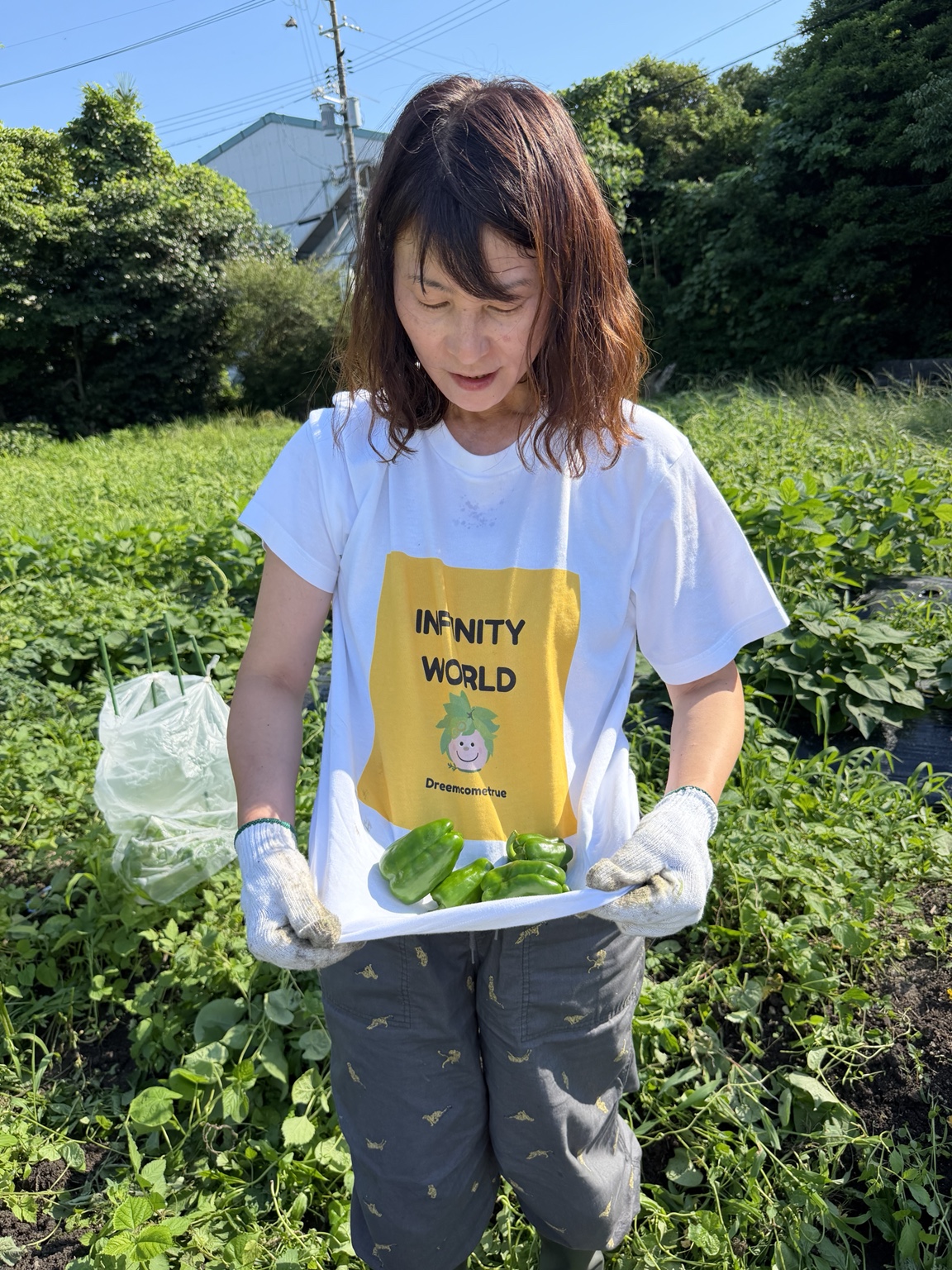 畑で野菜の収穫をするInfinityWorldの活動の様子